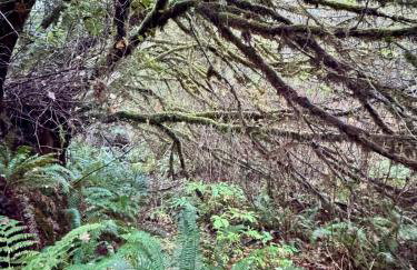 The Mossy Hideout Cabin - Foto 15