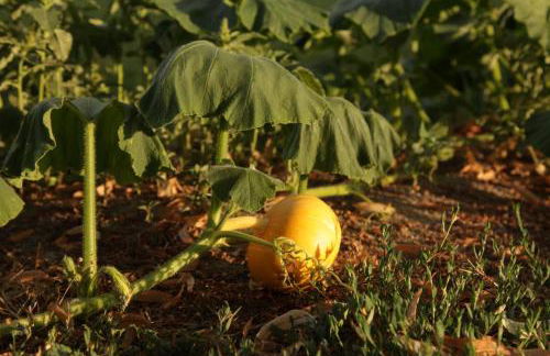 Große Ferienwohnung in Peetzig am See - Foto 73
