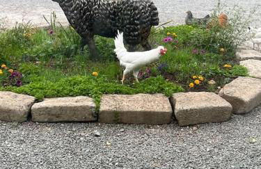 Countryside cottage with private garden & hot tub - Foto 10