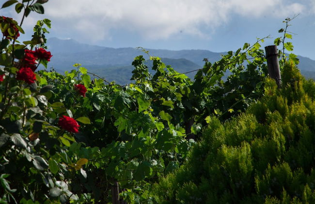 L'Antica Vigna - Photo 35