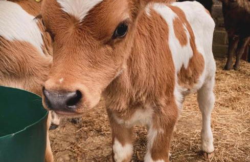 Lower Godney Little House - Foto 16