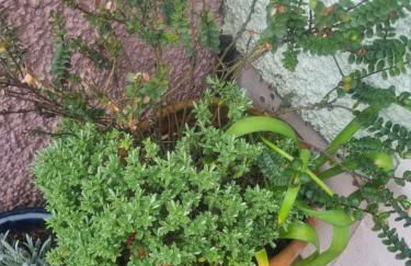 West View Cottage in Seaside Village of Allonby Cumbria - Foto 10