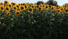 la casa di simone - Foto 2