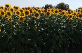 la casa di simone - Foto 2