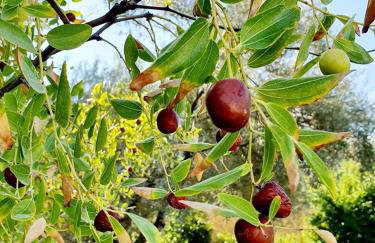 Alexandros Stone House - Foto 9