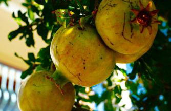 Apartment Vana - Photo 48