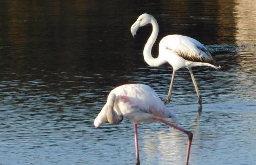 La Marina Apartment with Pool - Foto 39