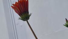 Caldas Relax & Leisure - Photo 2