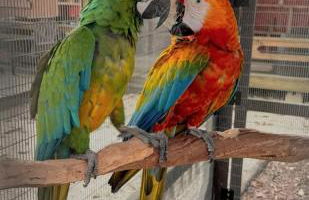 Serene Tiny House Retreat in Japanese Garden - Foto 119