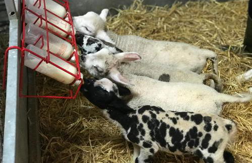 Bunnahabhain 5 - Farm Stay - Stunning sea and rural views - Photo 42