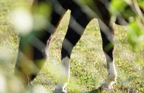Ferienwohnung Alte Schule Chorin Schorfheide - Foto 27