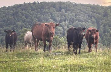 Cool Breeze - Foto 29