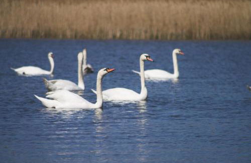 Hospoda-Ferienhaus am Olba-See - Foto 19