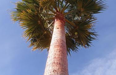 Finca Los Jacaros - Foto 8