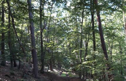 Appartement an der Bicke - Foto 41