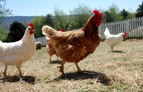 Cozy Cabin Rental and Cowboy Experience at a Tennessee Dude Ranch - Foto 17