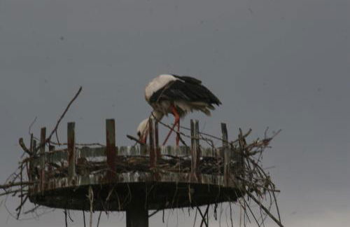 Gite duplex du vignoble Alsace - Foto 30