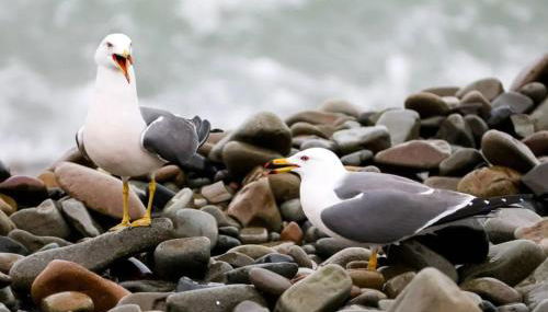 La Durdent - Domaine du Presbytère - Foto 3