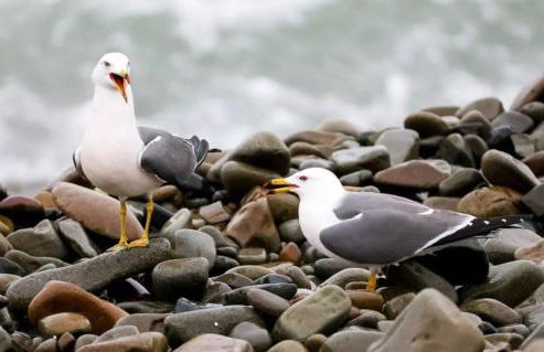 La Scie - Domaine du Presbytère - Foto 21