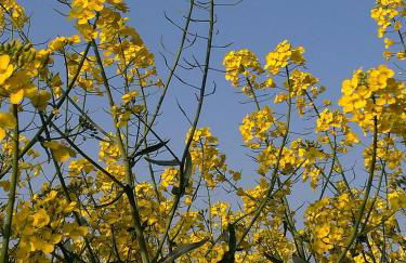 Gite Au Grenier Cosy - Foto 19