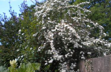 Ferienwohnung "Eifelstueffje" - Foto 59