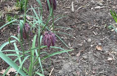 Waldtraum Wandlitzsee - Foto 6