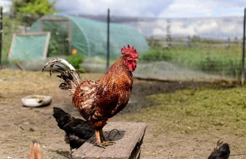 Zakątek Szczęścia Eko Agroturystyka - Foto 53