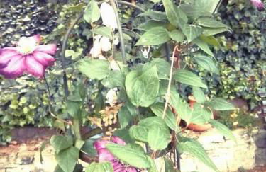 Ferienwohnungen Willrich - Foto 7