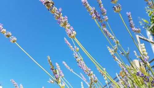 Apartments Silvija - Foto 5, Garden