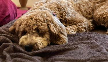 Tiny House - Auszeit im Wald am Badesee - Foto 4