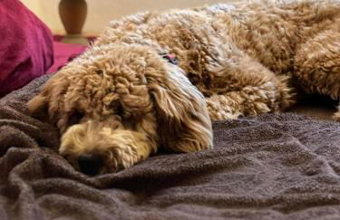 Tiny House - Auszeit im Wald am Badesee - Foto 4