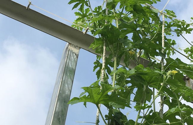 Palmo Serviced Apartment 3 - Foto 20