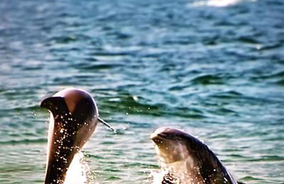 Gulf Shores Surf & Racquet Club - Foto 32