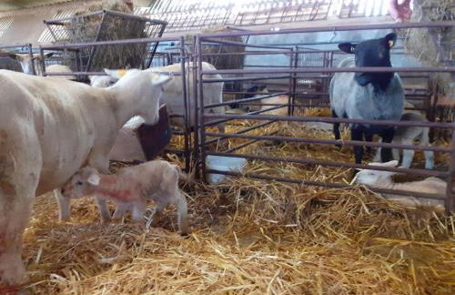 Ferienhof Landfrieden - Foto 11