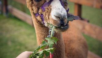 Agroturystyka Ajmarya apartament - Foto 2