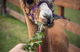 Agroturystyka Ajmarya apartament - Foto 2