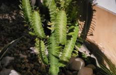 Casa Vitorino - Foto 17