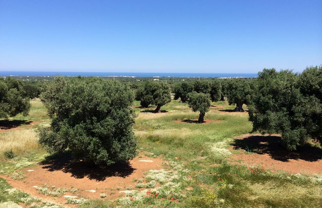 Masseria Capece - Photo 36