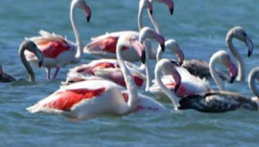 House with sea breeze-Anemelia - Foto 2