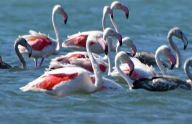 House with sea breeze-Anemelia - Photo 2