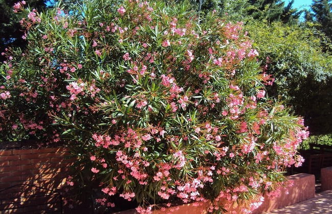 Maison d'hotes La Douloire - Foto 36