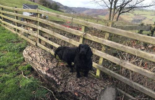 Converted Stone Barn -20 Acres - Farm Animals! - Photo 38