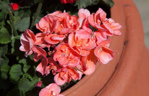 Villa Olea-Renieri - Foto 12