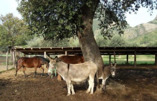 Agriturismo Modi - Foto 42