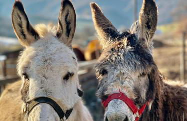 La Casa dell'Abate di Collepino - Spello - Foto 50