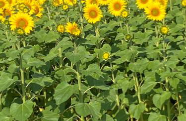 Virolet Barn - Foto 26