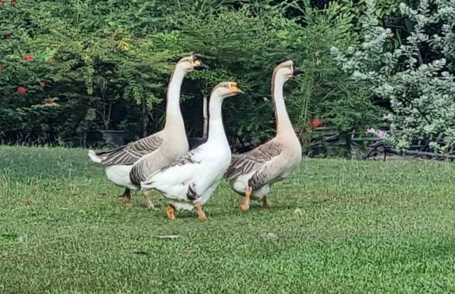 Quinta Pavo Real Complex by Acomodo - Photo 58