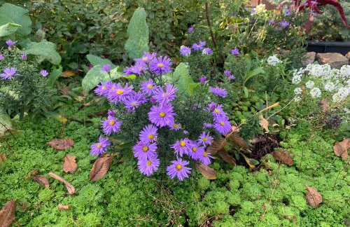 Biesdorf-verkehrsgünstig und ruhig - Foto 21