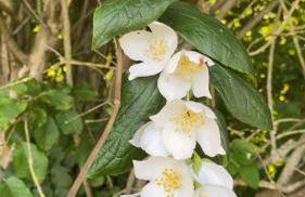 Gîte 2 personnes avec séjour et cuisine - Foto 12
