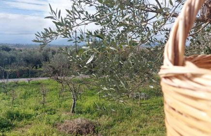 homonatura petrinum - Foto 12